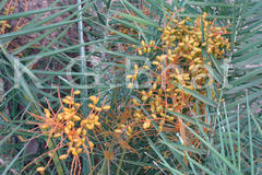 Phoenix robusta